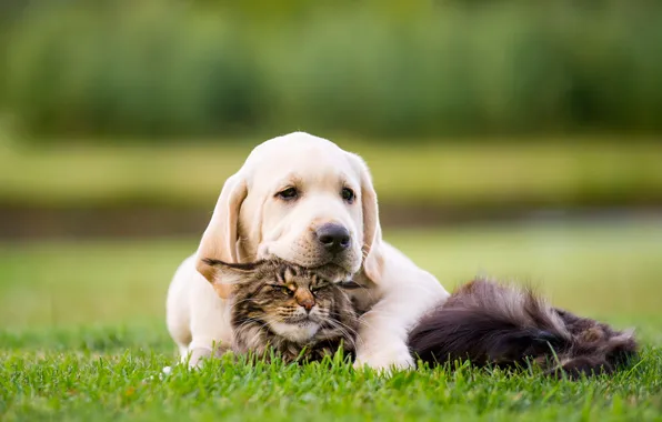 Picture cat, grass, cat, look, background, together, dog, baby, hugs, puppy, a couple, friends, two, Retriever, …