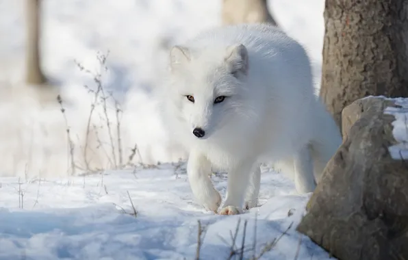Picture winter, snow, walk, Fox
