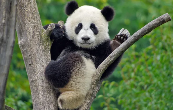 Picture branches, pose, tree, paws, bear, Panda, bear, face
