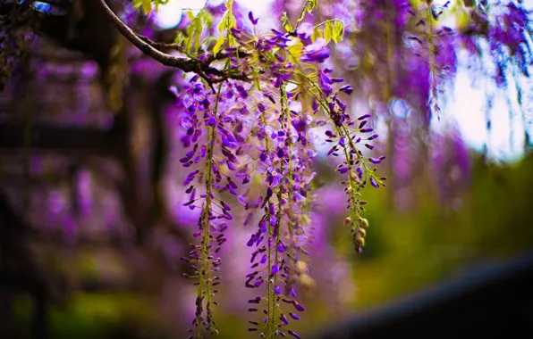 Picture flowers, beauty, blur, spring, flowering, lilac, bokeh, Wisteria, Wisteria