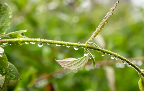 Picture drops, rain, plant, spring