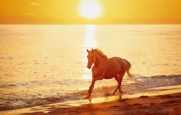 Picture sea, the sun, light, nature, horse, dawn, shore, horse, morning, running
