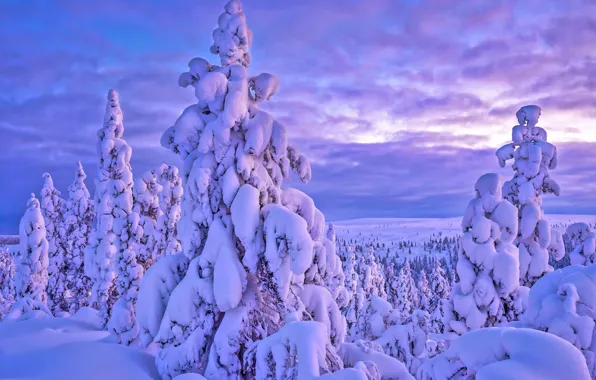 Picture winter, snow, trees, landscape, nature, morning, ate, Lapland