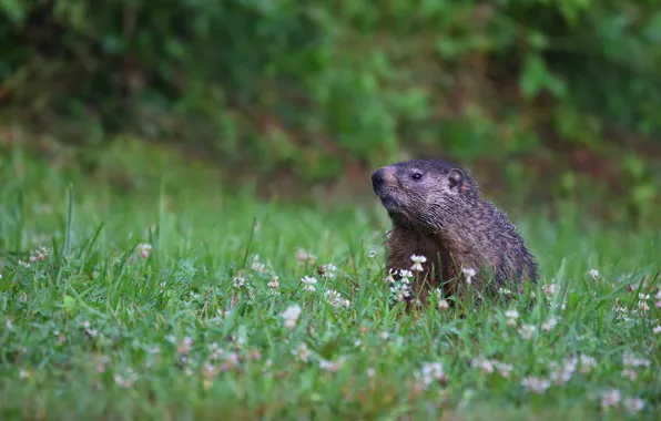 Picture greens, grass, look, glade, clover, face, marmot