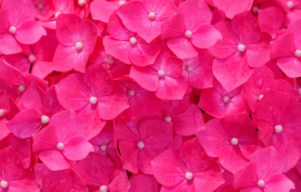 Picture macro, flowers, pink, hydrangea