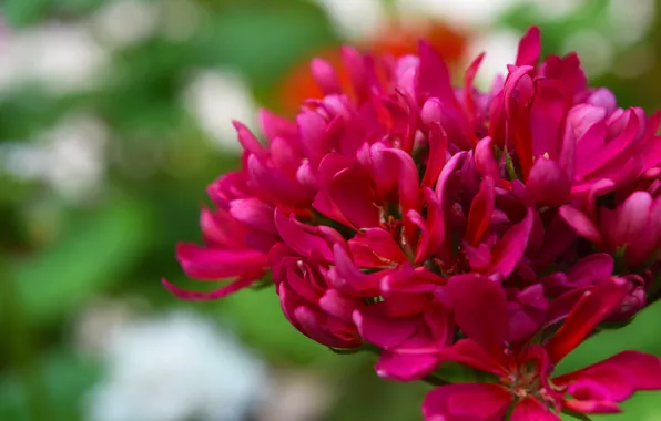 Picture flower, red, Wallpaper, geranium