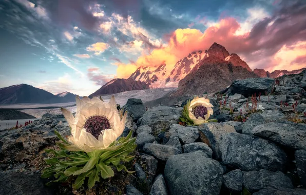 Picture the sky, clouds, flowers, mountains, stones, rocks