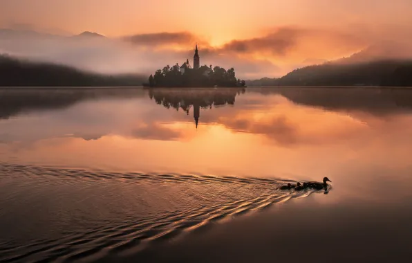 Picture light, fog, lake, duck, morning, Slovenia, Bled