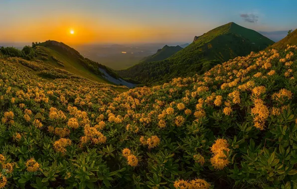 Picture sunset, flowers, mountains, nature