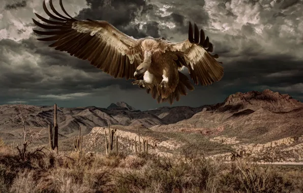 Picture HILLS, MOUNTAINS, The SKY, WINGS, CLOUDS, TOPS, BIRD, PREDATOR, FEATHERS, EAGLE, CACTI