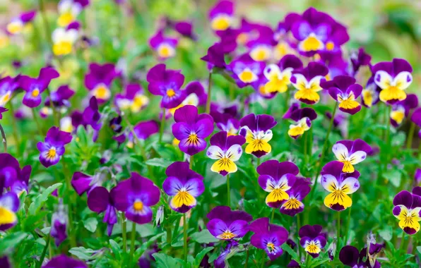 Picture flowers, glade, bright, spring, yellow, purple, Pansy, flowerbed, a lot, lilac, viola