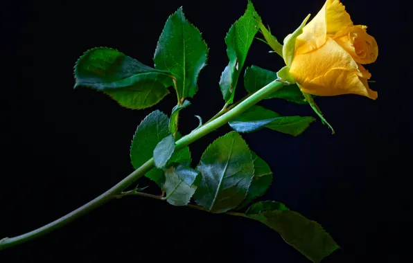 Picture flower, leaves, rose, stem, Bud, black background, yellow, closeup