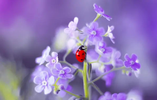 Picture flower, macro, nature, ladybug, beetle, insect, forget-me-not