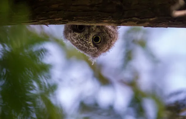 Picture owl, branch, head, chick, owlet