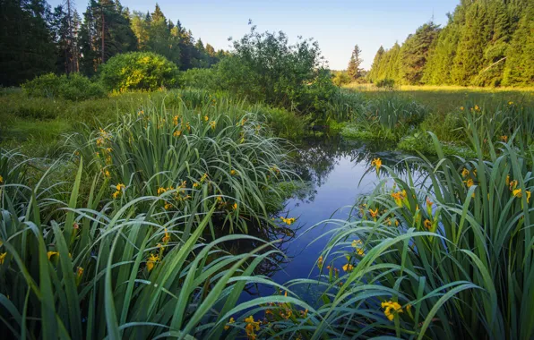 Picture grass, leaves, flowers, lake, pond, shore, yellow, irises, pond
