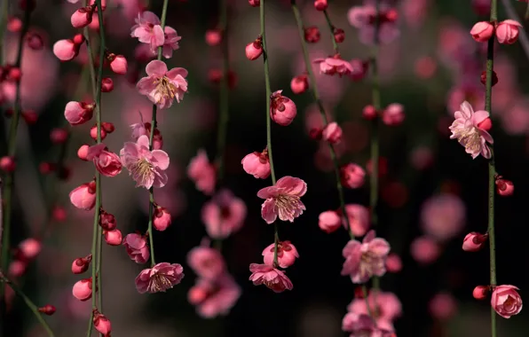 Picture spring, Sakura, flowers