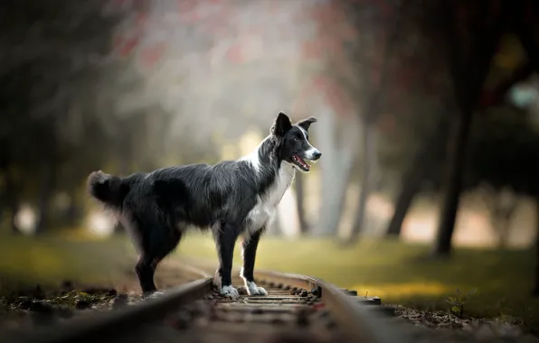 Picture each, dog, railroad