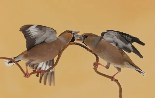 Picture birds, pose, sprig, background, bird, two, wings, pair, rivals, relationship, competitors, two birds, Grosbeak, hawfinches