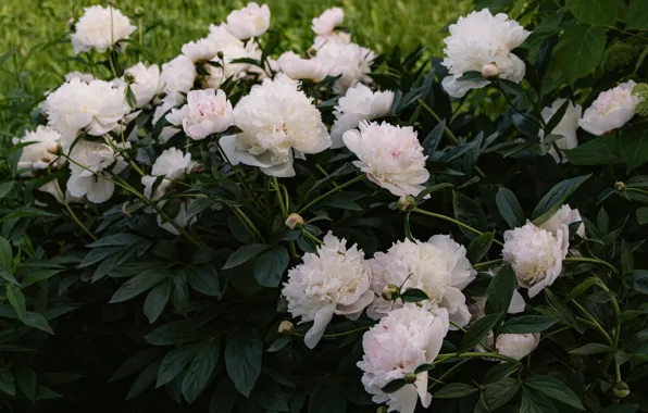 Picture summer, leaves, flowers, Bush, spring, garden, white, flowerbed, a lot, peonies