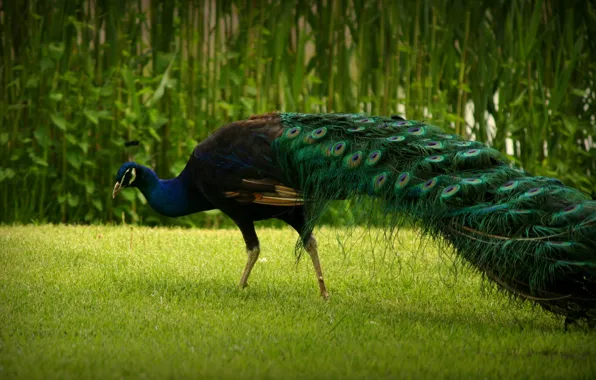 Picture nature, bird, tail, peacock, walk