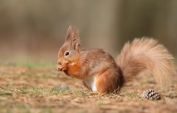 Picture nature, background, protein, tail, red, weed, bumps, squirrel