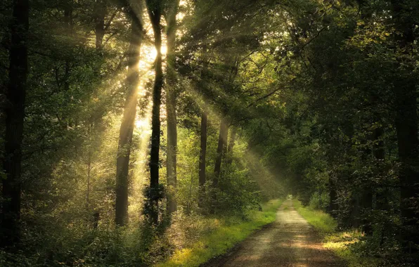 Picture road, forest, summer, light