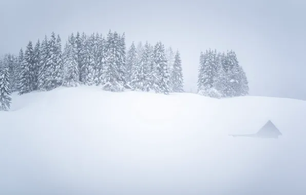 Picture winter, snow, fog