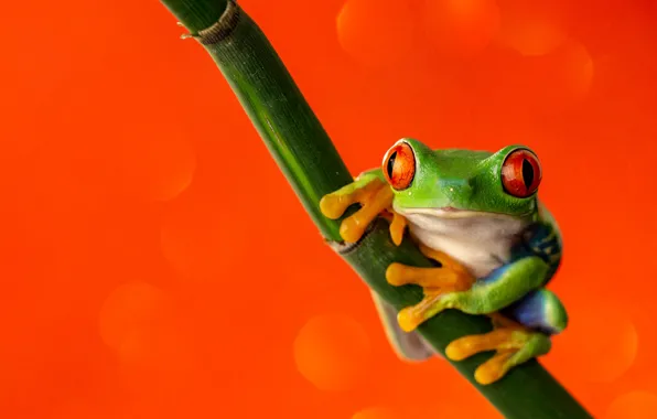 Picture look, macro, orange, pose, background, frog, legs, stem, green, bokeh, red-eyed tree frog