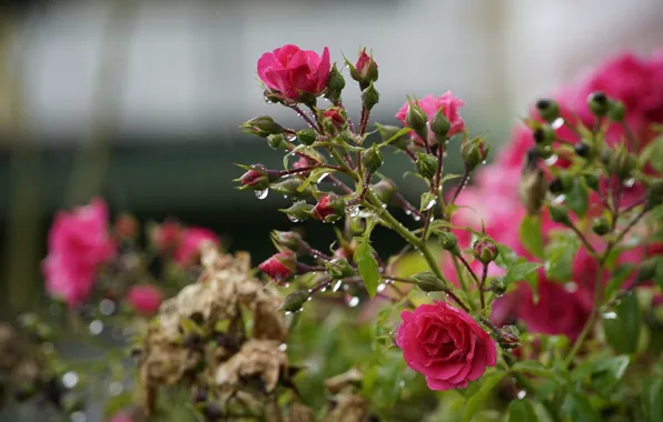 Picture drops, roses, branch, garden, after the rain, pink, bokeh, rose Bush