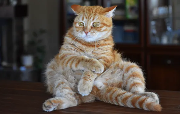 Picture cat, cat, look, pose, table, room, furniture, red, face, sitting, funny, sat