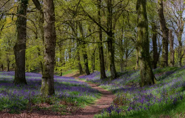 Picture forest, light, flowers, branches, Park, trunks, glade, foliage, spring, shadows, bells, path, lilac, young greens