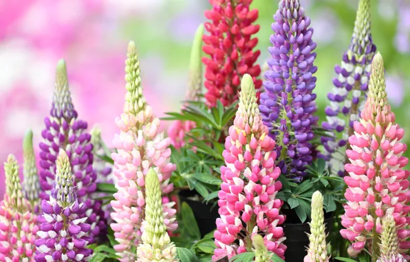 Picture red, pot, pink, different, lilac, lupins