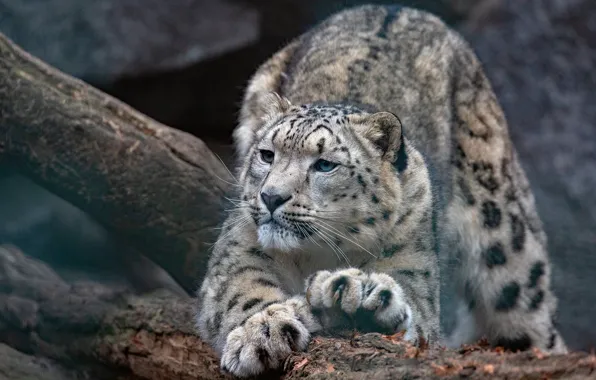 Picture pose, paws, IRBIS, snow leopard, log, stretching