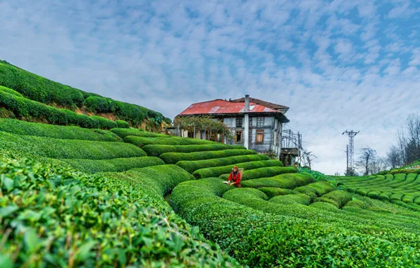 Picture green, house, woman, tea, tea garden