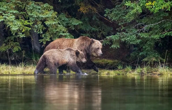 Picture forest, branches, nature, shore, bear, bears, pair, bear, walk, needles, pond, bear, brown