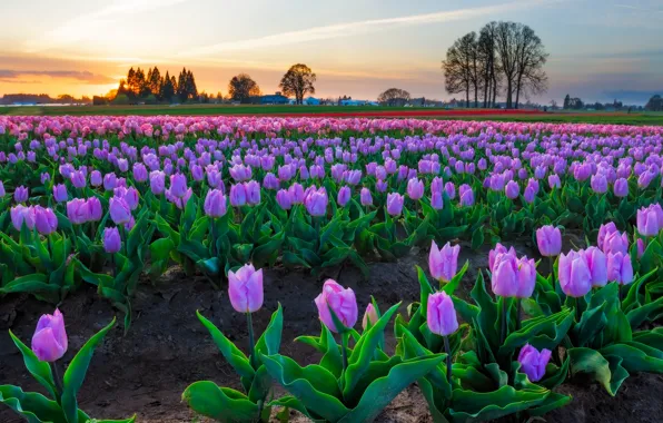 Picture field, the sky, trees, flowers, bright, spring, tulips, houses, pink, buds, plantation, Tulip field