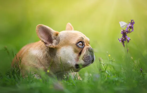 Picture greens, grass, look, light, flowers, butterfly, glade, spring, baby, puppy, bulldog, profile, insect, face, green …
