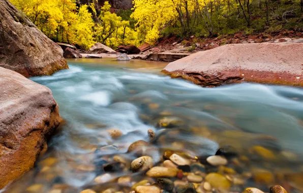 Picture trees, nature, river, stones, rocks, Utah, USA, National Park, National Park, Zion, Zion