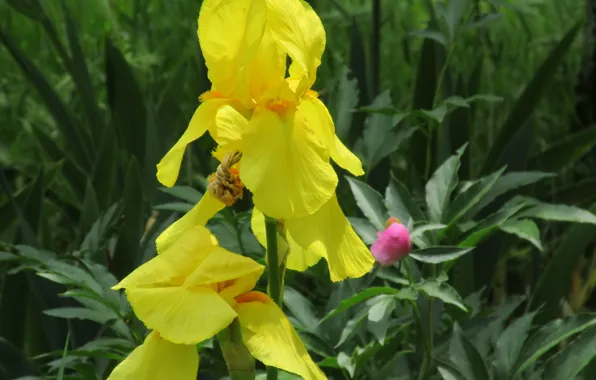 Picture irises, spring 2018, Meduzanol ©, yellow iris
