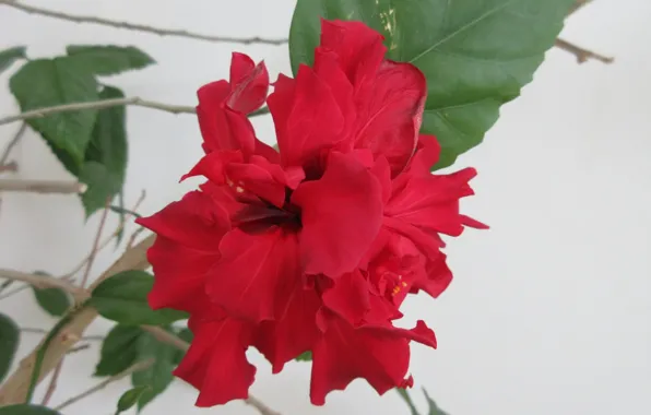 Picture Red, Flower, Hibiscus, Meduzanol ©, Summer 2018