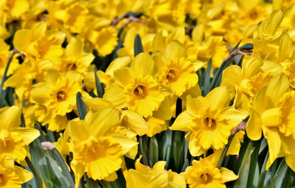 Picture flowers, spring, a lot, daffodils