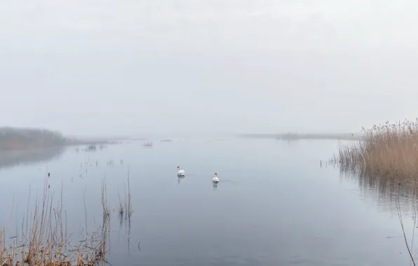 Picture fog, lake, swans