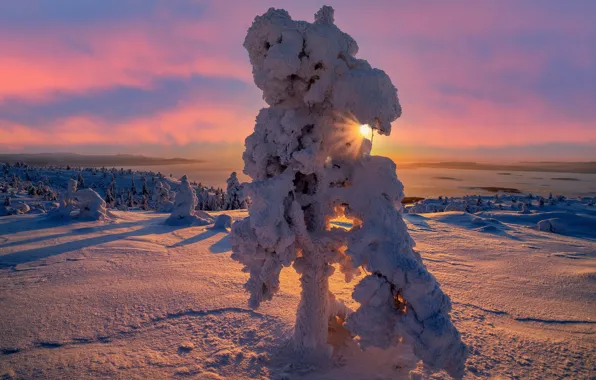 Picture winter, the sun, rays, trees, landscape, nature, morning, Bay, snow, The Kola Peninsula, Vladimir Ryabkov