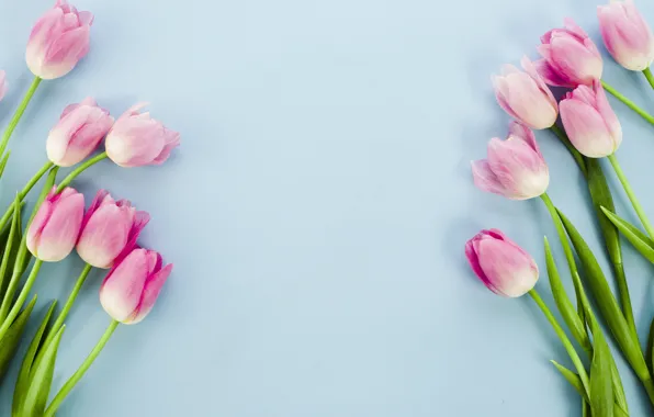 Picture background, blue, tulips, pink, composition