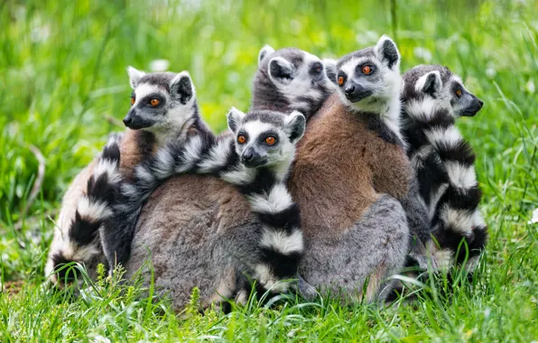 Picture grass, look, pose, group, lemur, lemurs, company, a lot, bokeh, faces