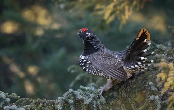 Picture bird, branch, Canadian spruce grouse, Grouse