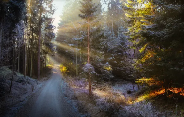 Picture winter, frost, road, forest, the sun, rays, light, trees, landscape, nature