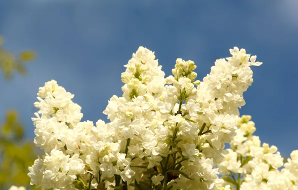 Picture the sky, light, flowers, branches, blue, background, spring, white, white, flowering, lilac, Terry