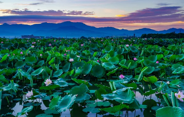 Picture the sky, leaves, clouds, flowers, mountains, lake, pond, thickets, dal, the evening, Asia, haze, Lotus, …