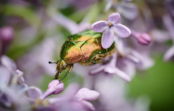 Picture macro, flowers, green, background, beetle, blur, insect, beautiful, lilac, brilliant, brantovka
